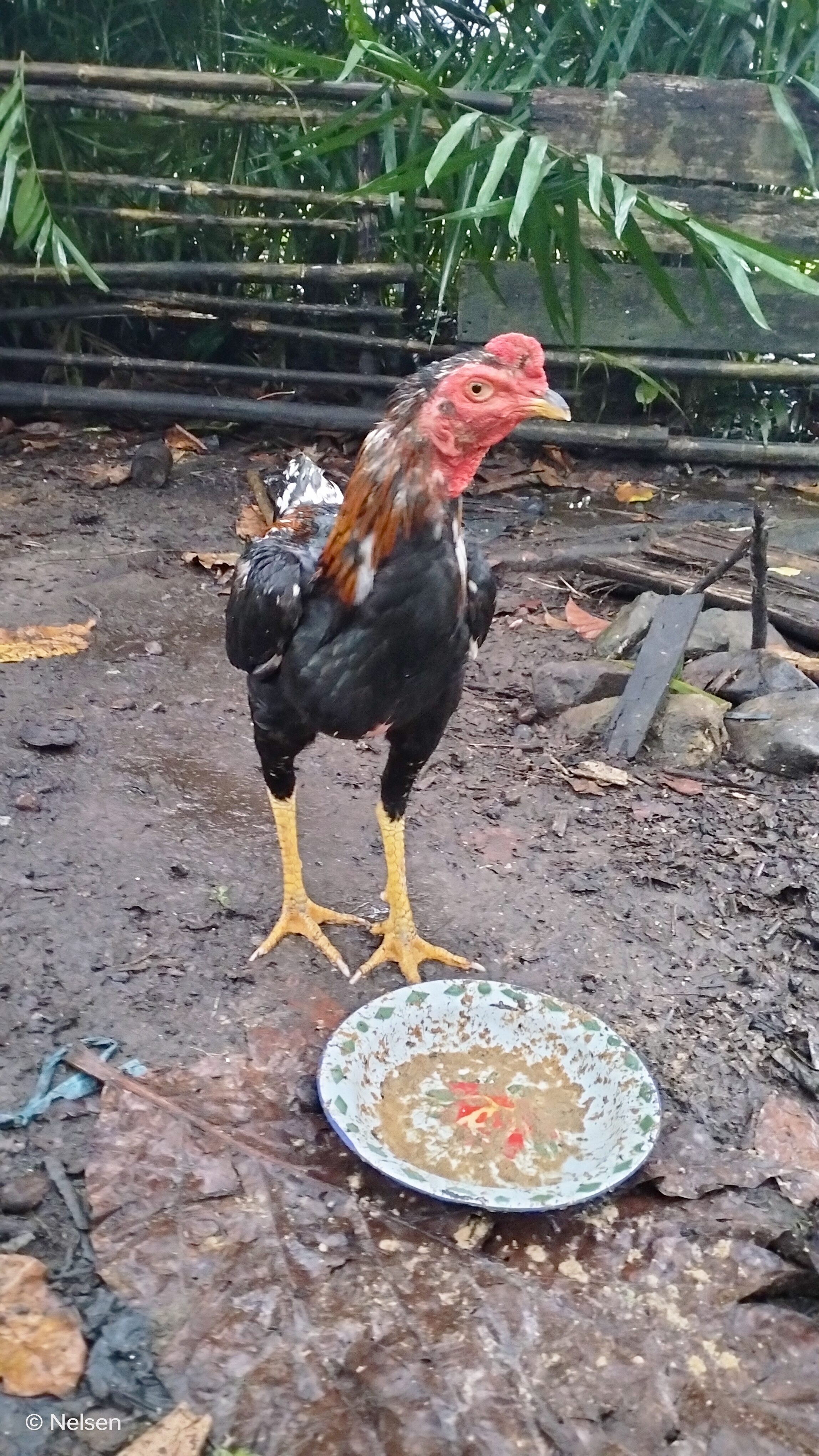 Ayam Bangkok