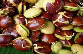 Jengkol