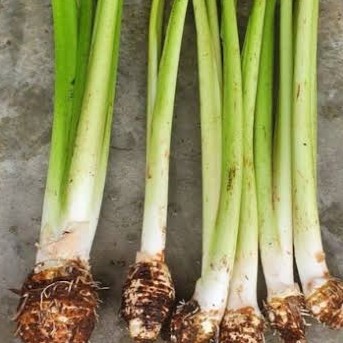Keladi
