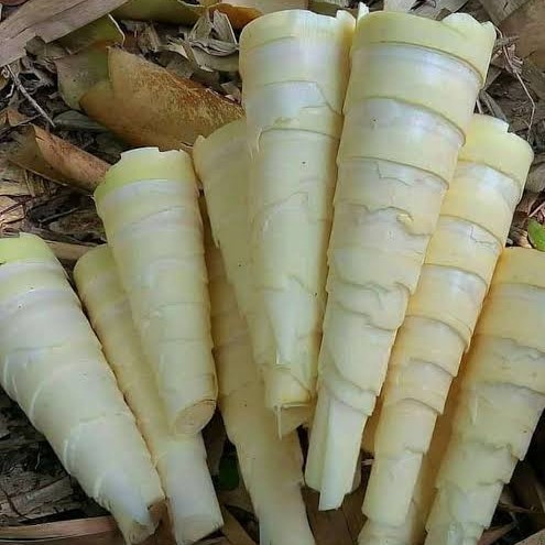 Rebung